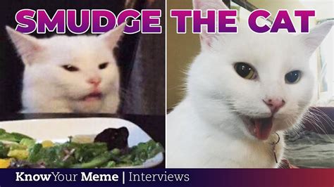 Cat Eating Salad Meme Origin - leafonsand