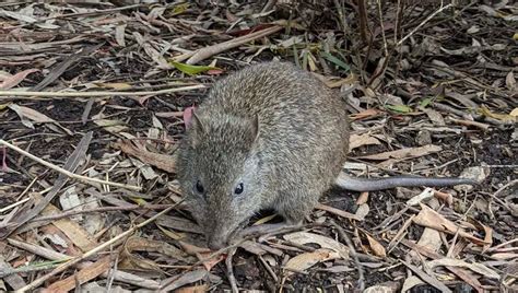 Long-Nosed Potoroo | The Animal Facts | Appearance, Diet, Behavior