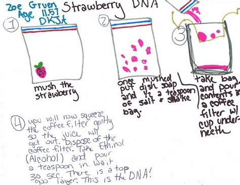 strawberry dna | Dna activities, Science fair, Dna facts