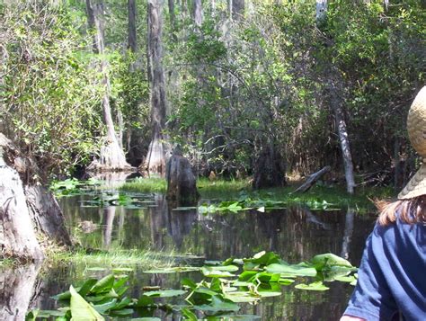 Andre's Corner: Camping at the Okefenokee swamp