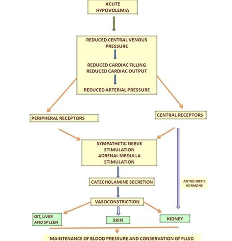 STAGES OF SHOCK – Histopathology.guru