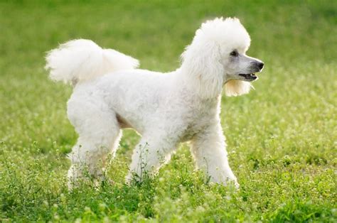 Poodle Dog Breed Temperament and Personality - Sensitive Yet Aggressive