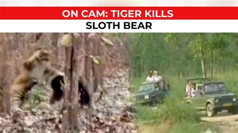 Watch: Sloth bear killed in fight with tiger at Jim Corbett National ...