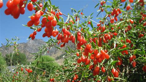 How to Grow Goji Berry Plants - Grow Organic | Berry plants, Growing ...