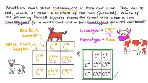 Codominance Examples Punnett Square