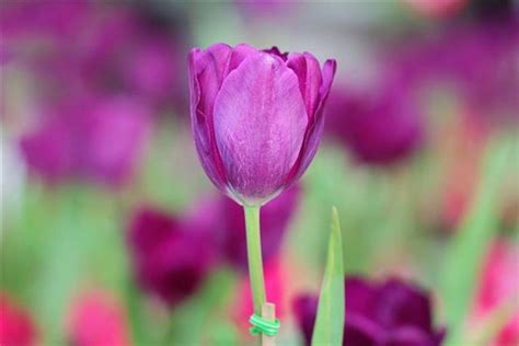 Ý Nghĩa Của Hoa Tulip Tím - Màu Sắc Của Sự Thịnh Vượng