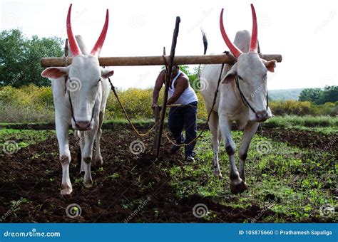 Ploughing With Oxen. Royalty-Free Stock Photography | CartoonDealer.com ...