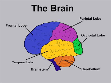 The Brain | SciTechTrain.com