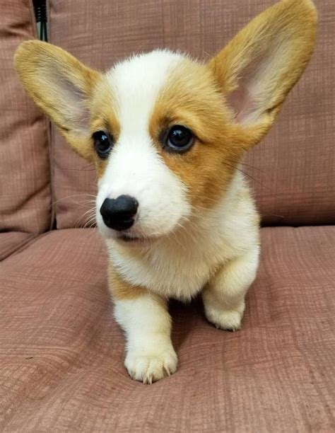 Corgi Puppies For Sale | Sacramento, CA #289118 | Petzlover