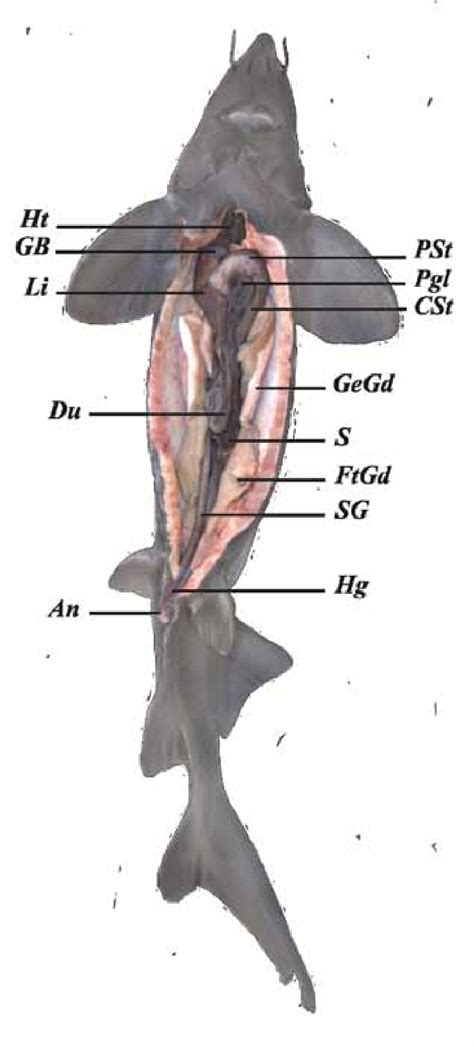 Structure of inner organs of Siberian sturgeon. Key: Ht-heart; GB-gall ...