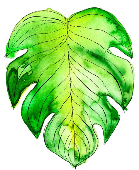 Tropical Leaf Drawing at GetDrawings | Free download