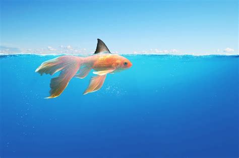 Premium Photo | Goldfish with shark fin floating in the ocean under ...