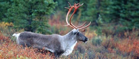 Reindeer Antlers: Everything You Need to Know - A-Z Animals