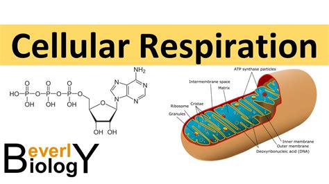 Cellular Respiration animated PowerPoint | Cellular respiration ...