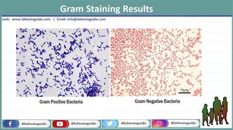 Gram Stain | Lab Tests Guide