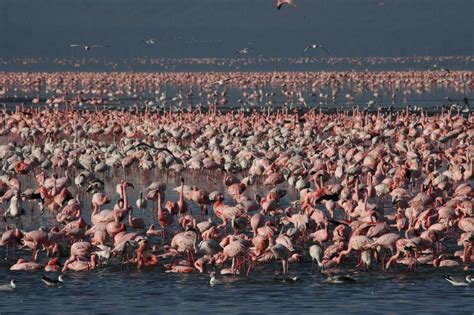 Flamingos at Lake Nakuru in Kenya Jack Hannah, Nakuru, Colorful Birds ...