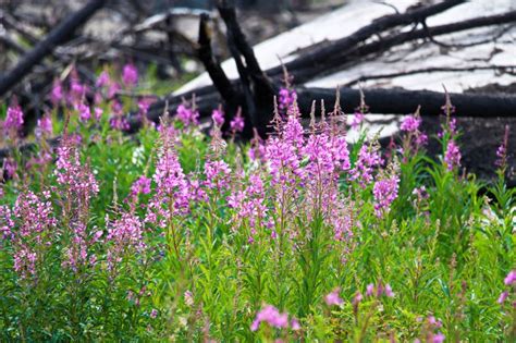 15 Taiga Plants That Thrive in the Boreal Forest