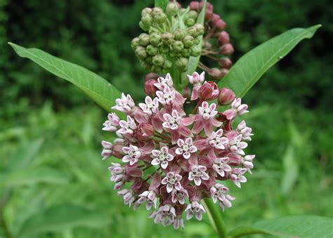 Twelve Native Milkweeds for Monarchs : The National Wildlife Federation ...