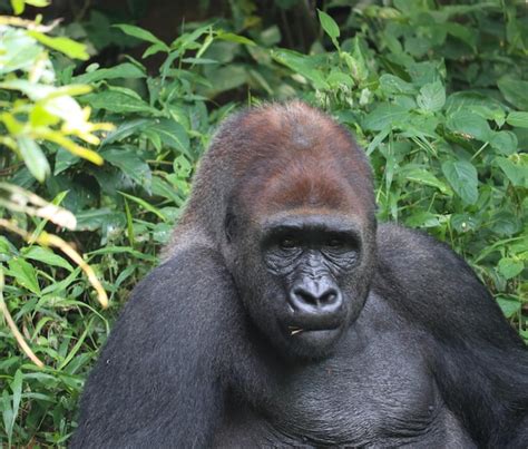 Premium Photo | Western lowland gorilla