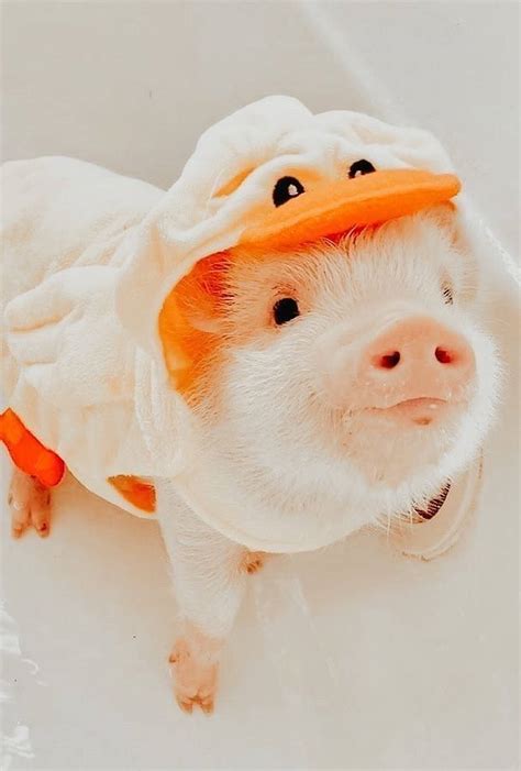 [100+] Cute Pig Wallpapers | Wallpapers.com