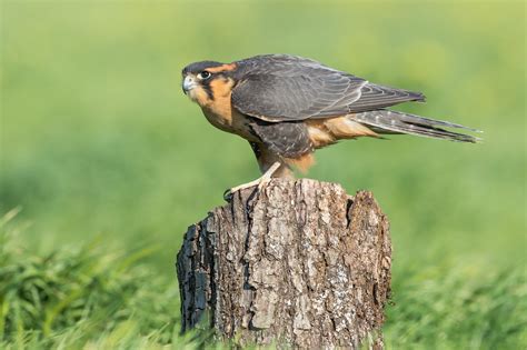 THE APLOMADO FALCON