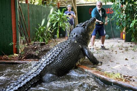 World's Largest Captive Crocodile Lolong Dies In Philippines