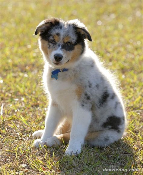 Australian Shepherd Breed Guide - Learn about the Australian Shepherd.