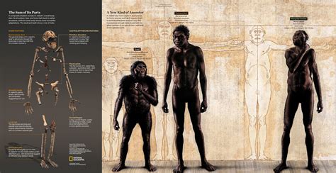 Is Homo naledi really a new Homo species? - Business Insider