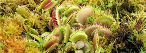 Guide for Carnivorous Plant Beginners | South West Carnivorous Plants