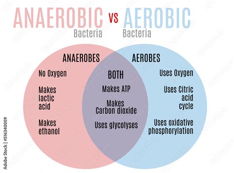 Aerobic vs. anaerobic bacteria venn diagram ilustración de Stock ...