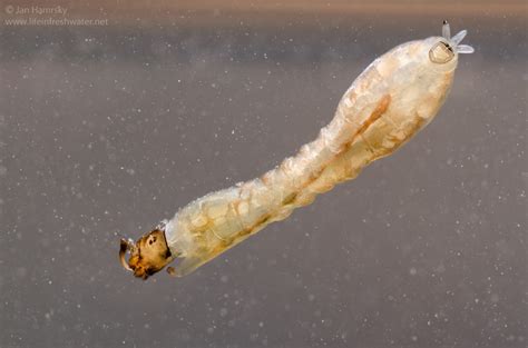 Black fly larva (Simuliidae) – NJ Watershed Watch Network