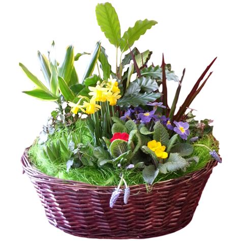 Spring Planted Basket Arrangement | Classic Flowers