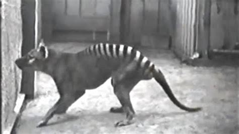 10 Rare Videos of Extinct Animals