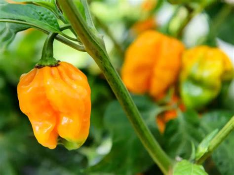 How to Grow Habanero Peppers in Your Garden - Plant Instructions