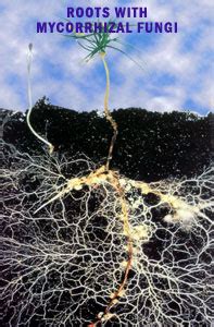 Buy Mycorrhizal Fungi for Sale Online | Willis Orchard Company