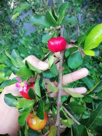 An orchard in Western Mindanao grows figs and other exotic fruit ...