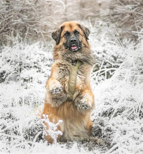 15 Best Dog Breeds for Cold Weather - ilovedogscute.com