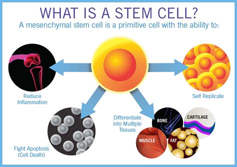 Stem Cell Therapy — Regenerative Medicine Specialists of NYC & NJ | Non ...