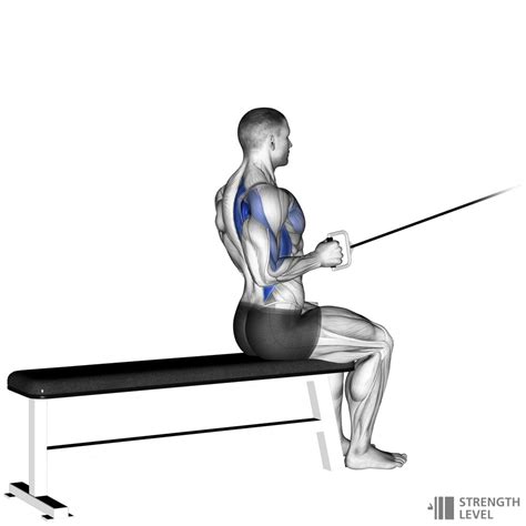 One Arm Seated Cable Row Standards for Men and Women (lb) - Strength Level