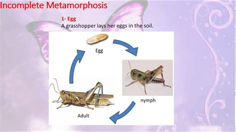 Grasshopper Life Cycle