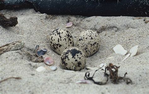 Chatham Island oystercatcher: Sea and shore birds