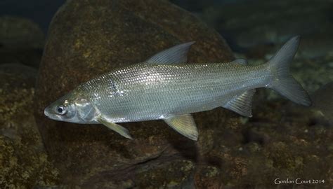 Freshwater Whitefish - Types | Size | Profile | Facts | Catch - SeaFish