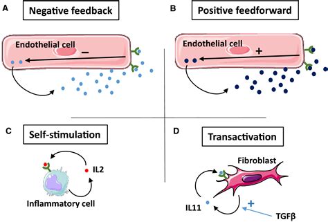 Autocrine Signaling in Cardiac Remodeling: A Rich Source of Therapeutic ...