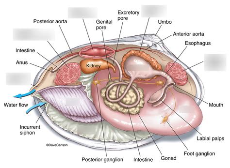 Clam Anatomy Diagram | Quizlet