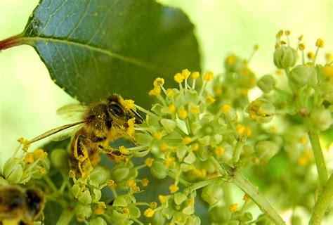 The Honey Bee Pollination | The Life of Bee