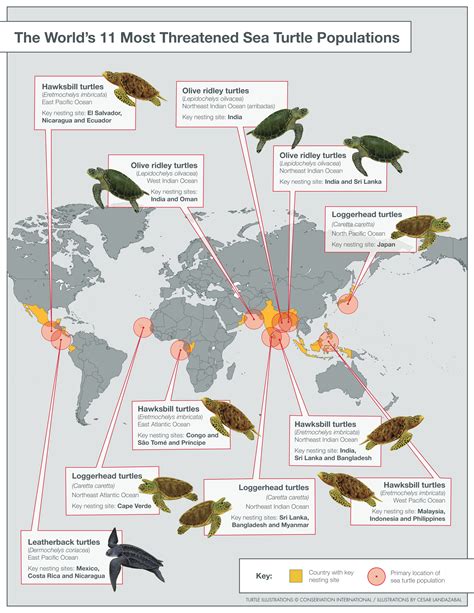 Targeting Turtle Trouble Spots - Sea Turtle Camp