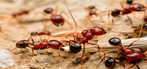 Carpenter Ants Vs Fire Ants - Picture Of Carpenter