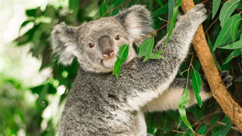 A koala's diet would kill most mammals. Their genome reveals how they ...