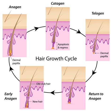 Hair Growth Cycle — Village Dermatology