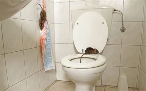 Rat Infestation Solved by Pest Control Experts Pestology